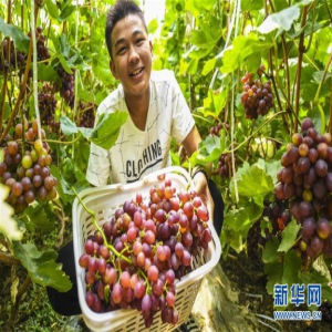 河北永清：暖棚葡萄采摘乐