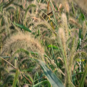 【微视频·粟说③】书中自有千钟粟