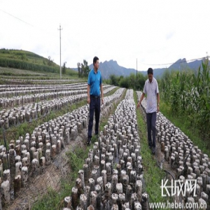 有知识、懂技术、会管理，这才是当代农民该有的样子