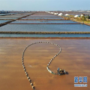 河北曹妃甸：南堡盐场收获秋盐