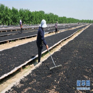 河北泊头：桑葚喜丰收