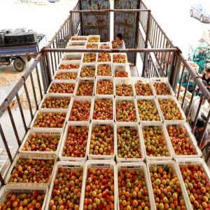 巨鹿：杏满枝头迎丰收