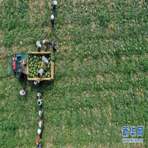 河北滦南：万亩西瓜“甜农心”