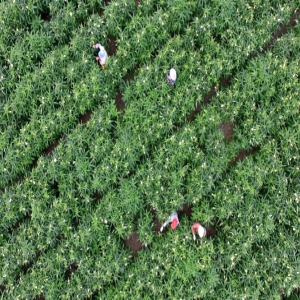 河北邯郸：煤渣地上长出“软黄金” 带动农户致富增收