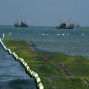 青岛设置40公里海上拦截网 精准打捞清理浒苔