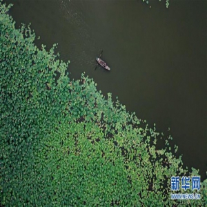 河北滦州：“荷塘经济”助力乡村振兴