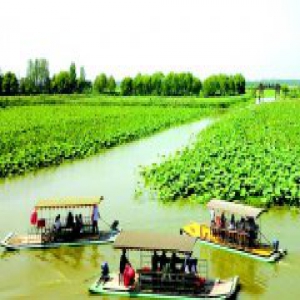 微山岛万亩荷塘莲叶接天荷花正艳