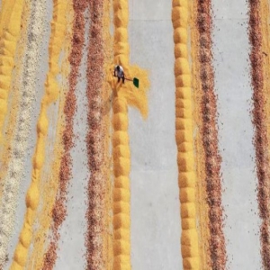 山东：金秋收获忙