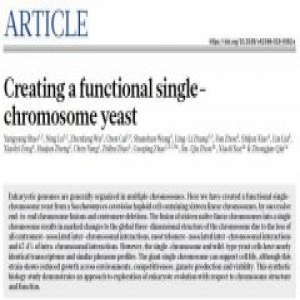 中国人工合成生命里程碑：创建全球首例人造单染色体真核细胞
