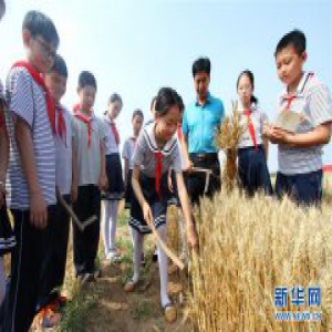 河北成安：“三夏”时节学农事