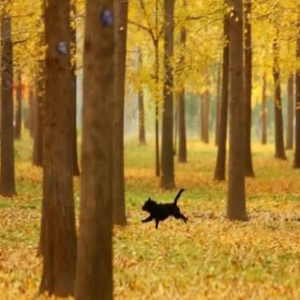 临沂：初冬银杏美