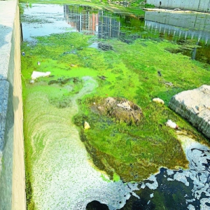 哑叭河水草疯长 “河长”随时打捞