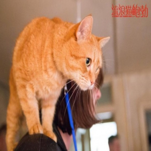 《流浪猫鲍勃》11月2日暖情上映 温馨治愈网友期待满满