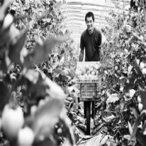 衡水发展都市型农业对接京津市场