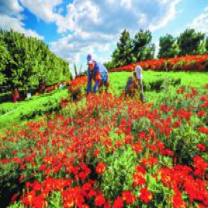 百万盆菊花扮靓京城秋色 喜迎市民参观游览