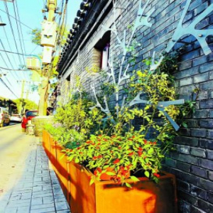 高校师生助力胡同改造 “胡同花园”藏身四合院