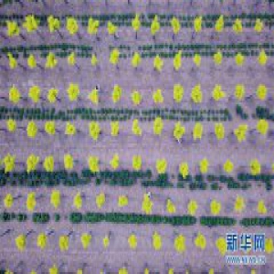 河北巨鹿：景观苗木助扶贫