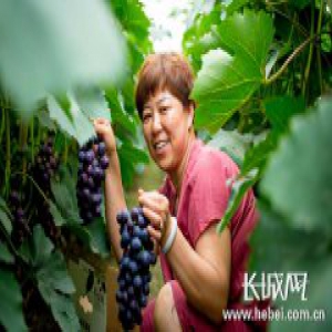 廊坊永清：冷棚葡萄成农民增收新亮点