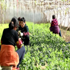 【春天的故事·遇见京津冀】交通便利了，市场也打通了，我的蔬菜供应基地就要建到雄安
