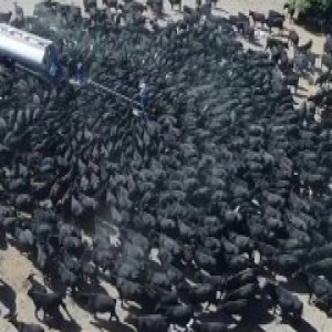 澳洲遭遇罕见大旱 1300只牛围车抢水场面震撼