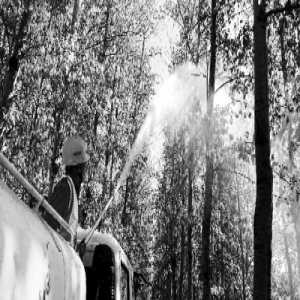 治飞絮施妙策 28.4万株杨柳雌株精准定位