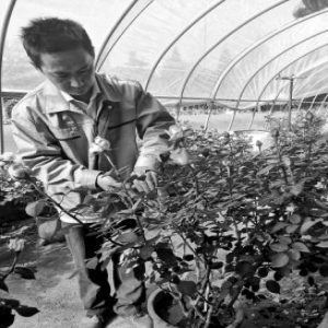 北京展区的月季花为何提前绽放