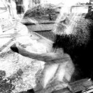 游客挂面喂猴成灾 园方：破坏动物正常饮食习惯