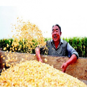 今日秋分 山东各地欢庆第一个中国农民丰收节