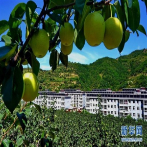 河北青龙：易地扶贫搬迁奔小康