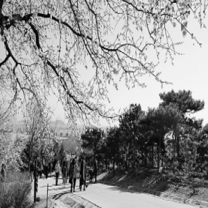 踏青赏花迎来首个高峰周末 市属公园迎来百万游客