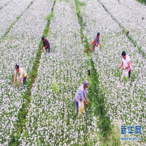 河北武邑：有机韭菜花助增收