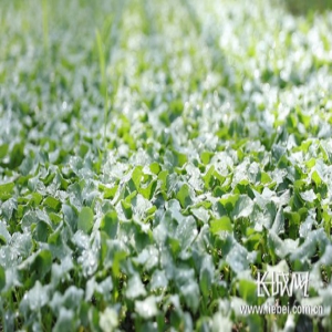 视频|看，河北这个地方这样种菜!