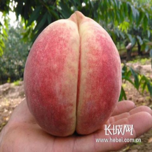 视频|深州蜜桃：我超甜，快来吃！