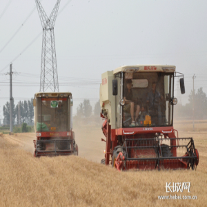 【麦收新变化】藁城：机械化联动助麦收“颗粒归仓”