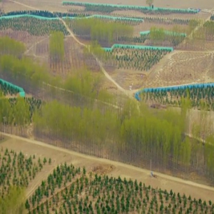 【春天的故事·遇见京津冀】掌案雄安 “千年大计”从“千年秀林”开始