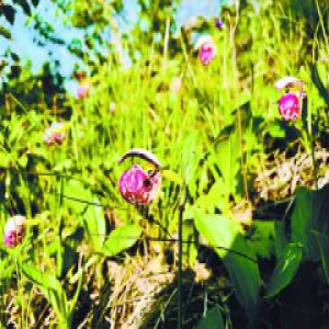 丰宁现千余国家濒危植物紫点杓兰