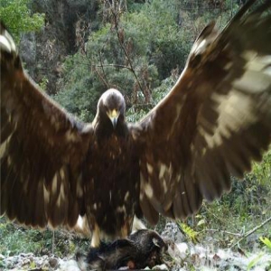 过儿姑姑隐居神农架？神农架1.2米金雕脚踩猪獾