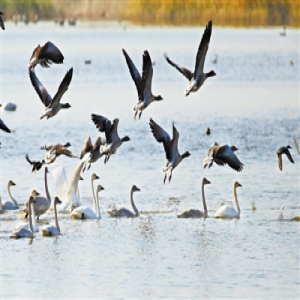 湿地环境改善 候鸟聚集歇脚