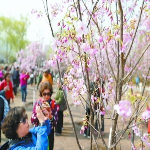 玉渊潭樱花提前一周开放 明天赏樱活动开幕