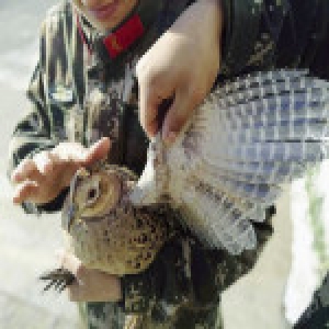 野鸡受惊慌不择路撞上警车 已被送往保护区救治