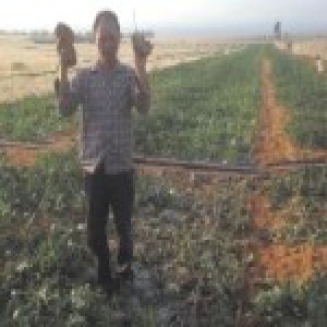 “牛魔王”突袭瓜田：水瓜农40亩西瓜被啃 损失40万元