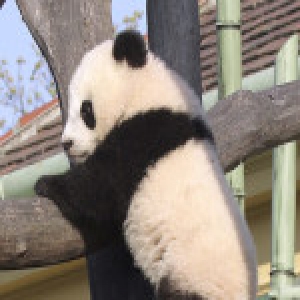 16岁大熊猫＂龙徽＂在维也纳离世 曾创下生育记录