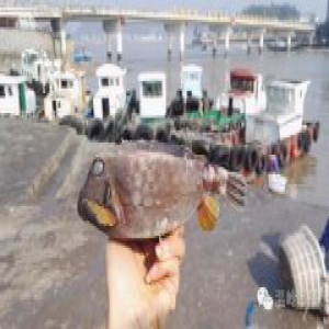 渔民在码头捡深海剧毒怪鱼 身形四四方方似箱子