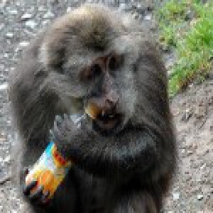 游客在峨眉山游玩 被导游收取15元“猴子险”