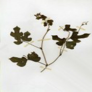 全国口岸首次截获外来植物新物种-裂叶野绿豆