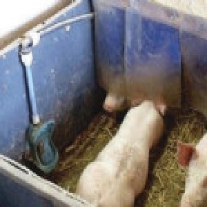 兽医拒绝上级“用肉眼鉴定死猪”要求后被停职