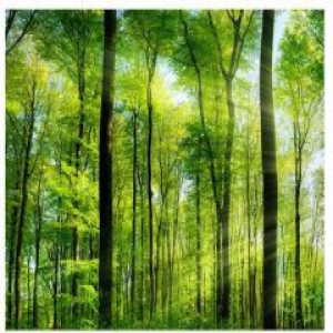 大自然的馈赠：木材怎样炼成实木家具？