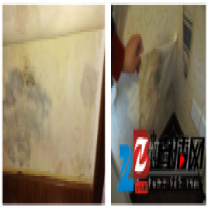 壁纸发霉？太可怕了