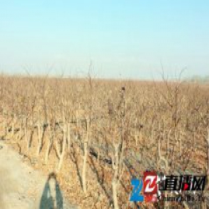 生态工程助农牧民走上致富路