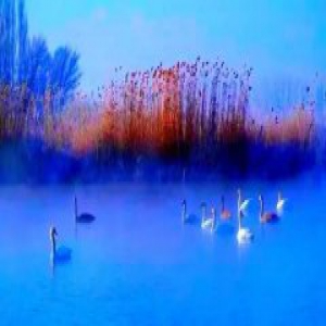 天鹅为啥连续23年选择在新疆的这个地方过冬？